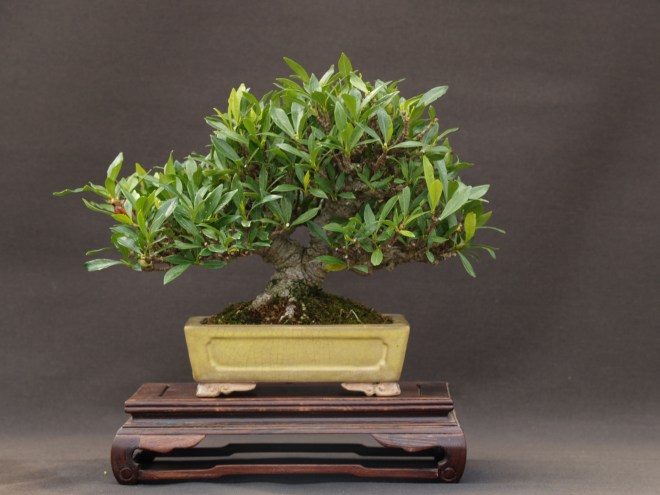 Gardenia - although it is limping its way through the winter a bit